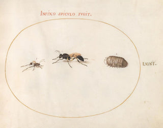 Joris Hoefnagel - Plate 71 Two Wasps and a Pill Bug.webp