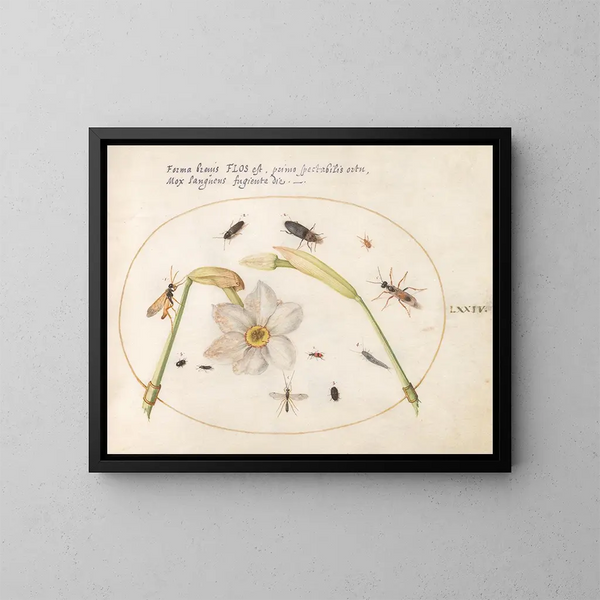 Pflanze 74 Insekten mit weißen Narzissen - Joris Hoefnagel — gerahmtes Bild an der Wand