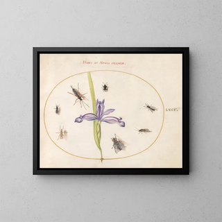 Joris Hoefnagel - Plate 75 A Fly and Other Insects with an Iris.webp