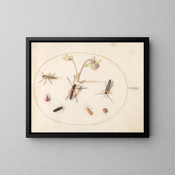 Pflanze 76 Insekten mit einer rosa und cremefarbenen Akelei - Joris Hoefnagel — gerahmtes Bild an der Wand