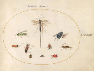 Joris Hoefnagel - Plate 78 Ten Insects Including a Blue Fly.webp