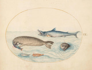Joris Hoefnagel - Plate 9 A Great White Shark Two Seals and Two Fish.webp