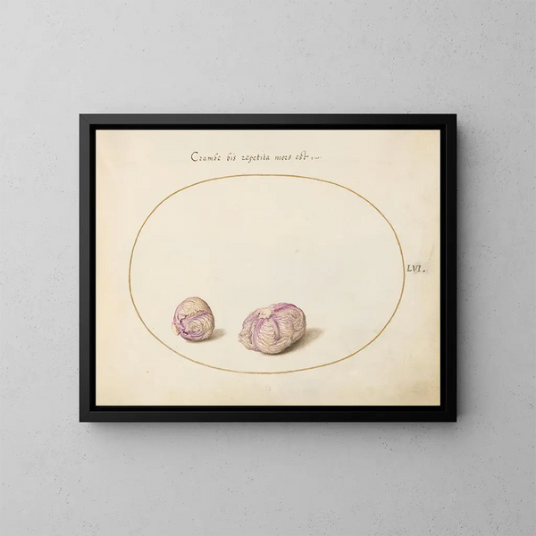 Zwei Kohlköpfe - Joris Hoefnagel — gerahmtes Bild an der Wand