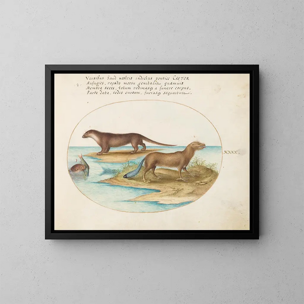 Zwei Otter und ein Biber - Joris Hoefnagel — gerahmtes Bild an der Wand