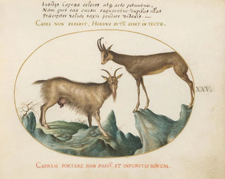 Due capre selvagge - Joris Hoefnagel — vista dell’opera