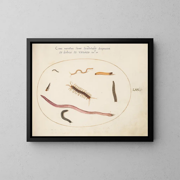 Wurm, Tausendfüßler und andere längliche Kreaturen - Joris Hoefnagel — gerahmtes Bild an der Wand