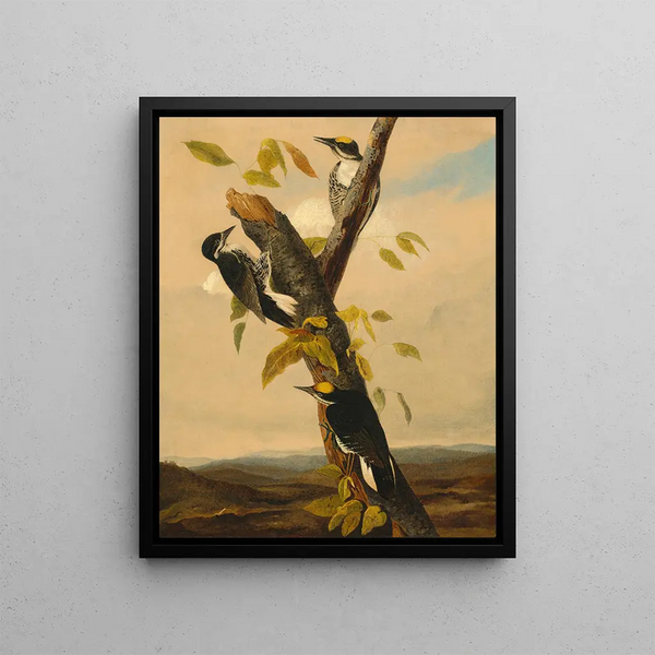 Joseph Bartholomew Kidd - BlackBacked ThreeToed Woodpecker.webp