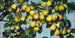 Ripe Pears - Joseph Decker — artwork view