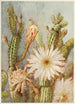 Cactus - Joseph Kallaus — vista dell’opera