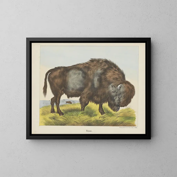 Bison - Joseph Scholz — quadro incorniciato alla parete