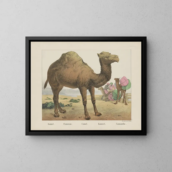 Cammello - Joseph Scholz — quadro incorniciato alla parete