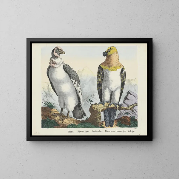 Condor - Joseph Scholz — quadro incorniciato alla parete
