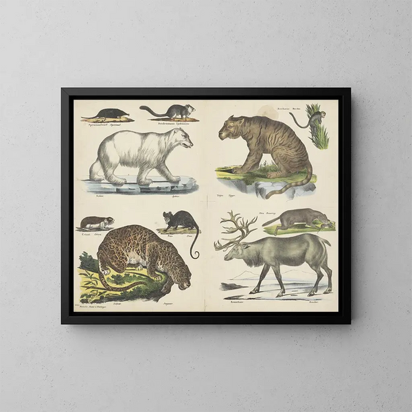 Animali - Joseph Scholz — quadro incorniciato alla parete