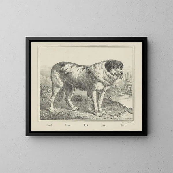 Cane - Joseph Scholz — quadro incorniciato alla parete