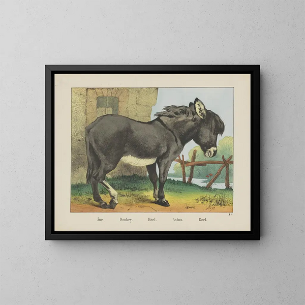 Asino - Joseph Scholz — quadro incorniciato alla parete