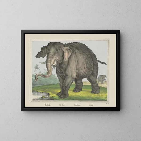 Elefante - Joseph Scholz — quadro incorniciato alla parete