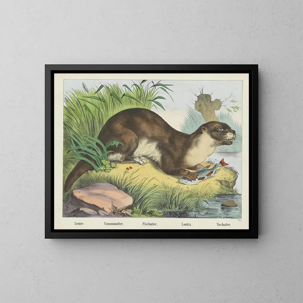 Loutre de rivière - Joseph Scholz — quadro incorniciato alla parete