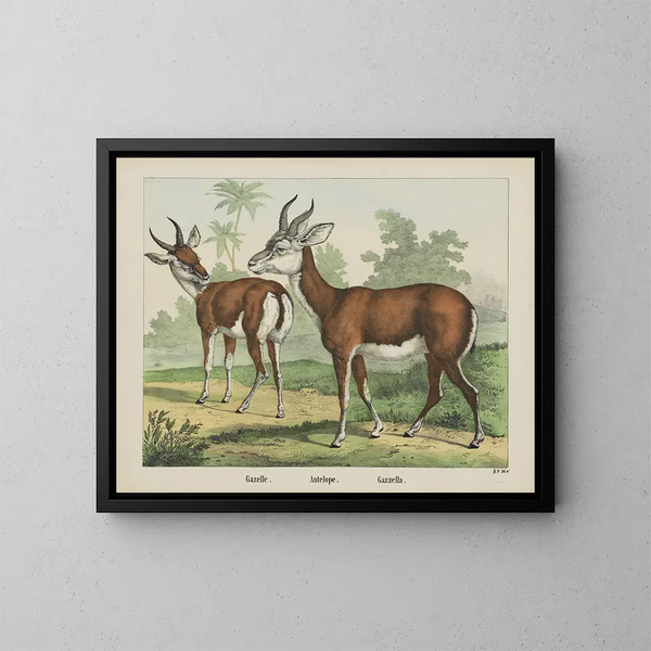 Antilope gazella - Joseph Scholz — quadro incorniciato alla parete