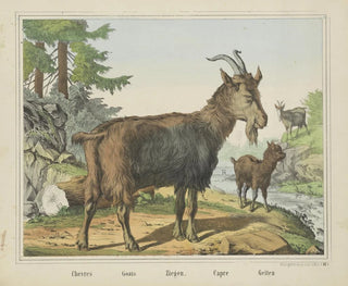 Joseph Scholz - Goats.webp