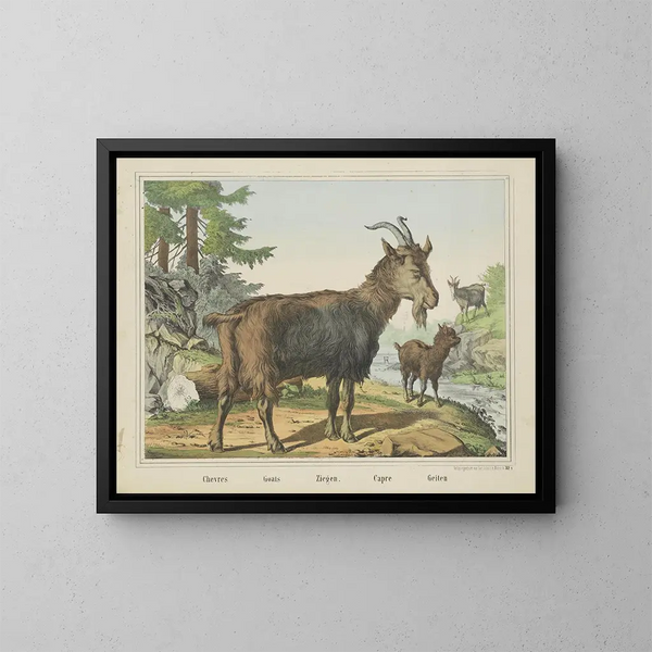 Capre - Joseph Scholz — quadro incorniciato alla parete