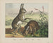 Lepre - Joseph Scholz — vista dell’opera