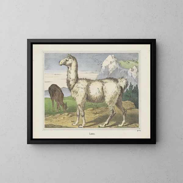 Lama - Joseph Scholz — quadro incorniciato alla parete