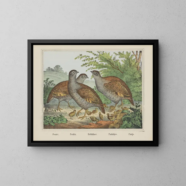 Perdreaux - Joseph Scholz — quadro incorniciato alla parete