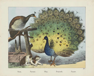 Joseph Scholz - Peacock.webp