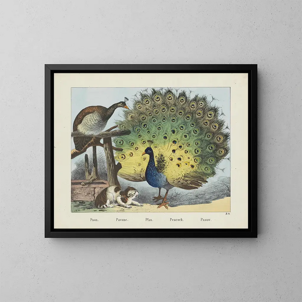 Pavone - Joseph Scholz — quadro incorniciato alla parete