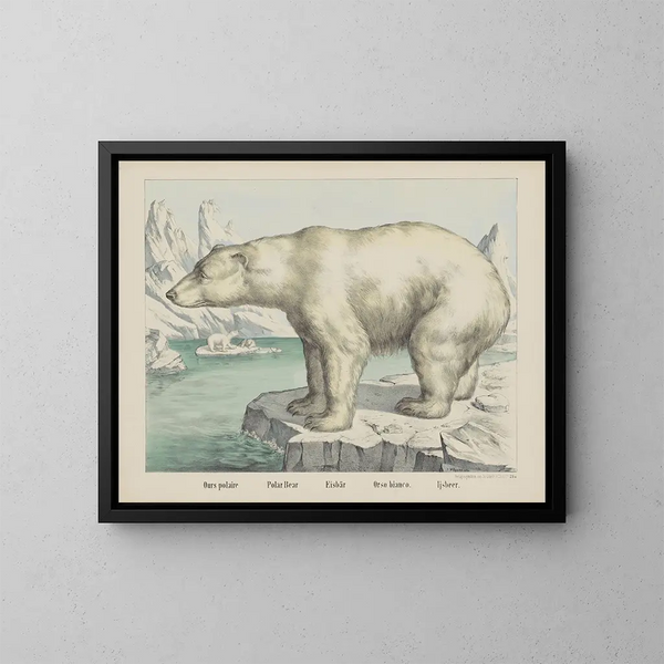 Orso polare - Joseph Scholz — quadro incorniciato alla parete