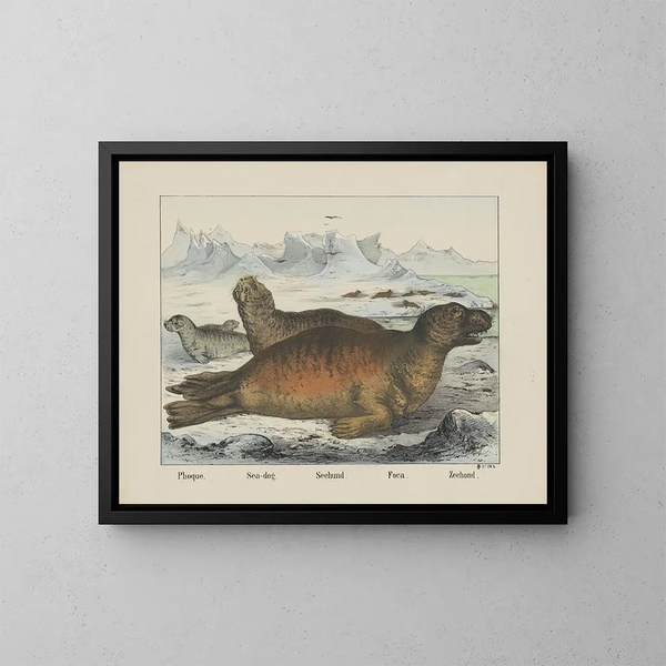 Cane marino - Joseph Scholz — quadro incorniciato alla parete