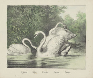 Joseph Scholz - Swans.webp