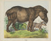 Tapir - Joseph Scholz — vista dell’opera