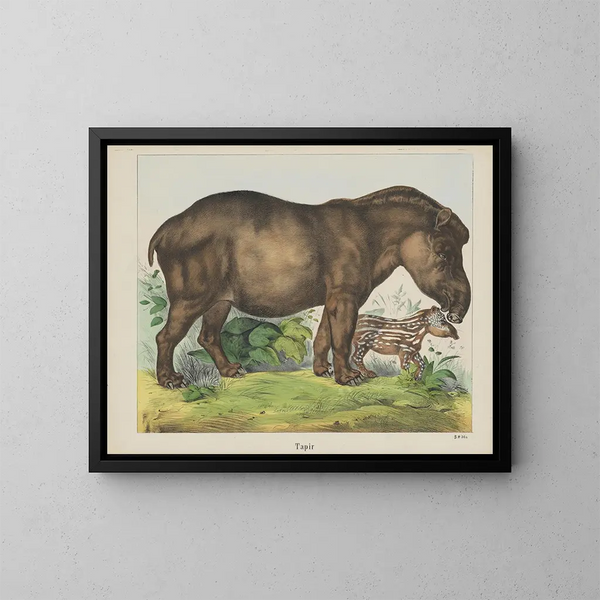 Tapir - Joseph Scholz — quadro incorniciato alla parete