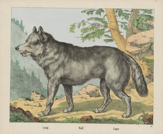 Joseph Scholz - Wolf.webp