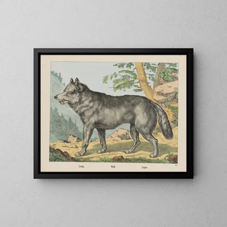 Joseph Scholz - Wolf.webp