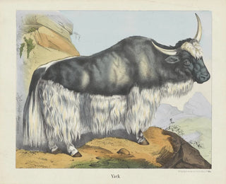 Joseph Scholz - Yack.webp