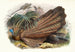 Argus giganteus - Joseph Smit — Ansicht des Kunstwerks