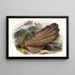 Argus giganteus - Joseph Smit — gerahmtes Bild an der Wand