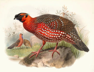 Ceriornis satyra - Joseph Smit — Ansicht des Kunstwerks