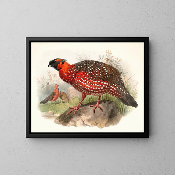 Ceriornis satyra - Joseph Smit — gerahmtes Bild an der Wand