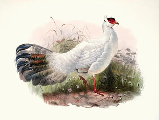 Crossoptilon Drouynii - Joseph Smit — Ansicht des Kunstwerks