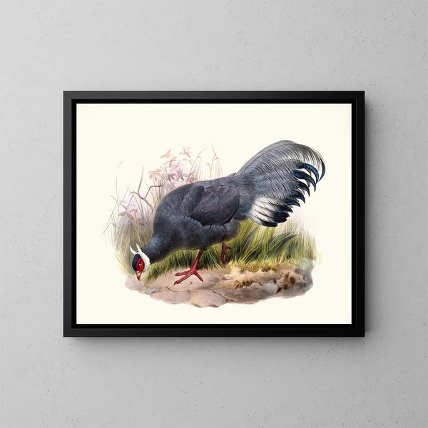 Crossoptilon auritum - Joseph Smit — gerahmtes Bild an der Wand
