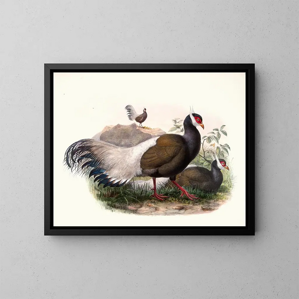 Crossoptilon mantchuricum - Joseph Smit — gerahmtes Bild an der Wand