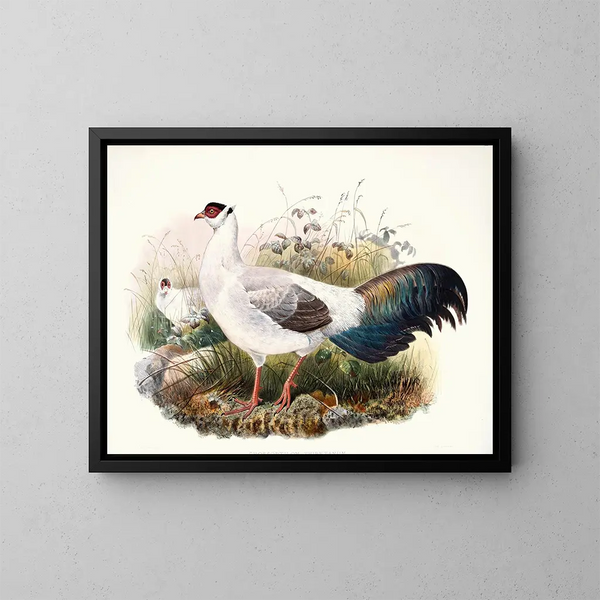 Crossoptilon thibetanum - Joseph Smit — gerahmtes Bild an der Wand