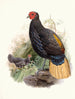 Euplocamus pyronotus - Joseph Smit — artwork view