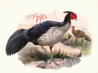 Joseph Smit - Euplocamus melanotis.webp