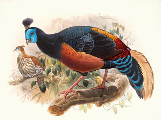 Joseph Smit - Euplocamus nobilis.webp