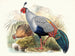 Euplocamus prlatus painting - Joseph Smit — artwork view