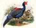 Euplocomus Swinhoei - Joseph Smit — artwork view